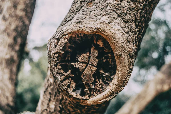 자연에 나무의 줄기에 상처의 클로즈업 — 스톡 사진