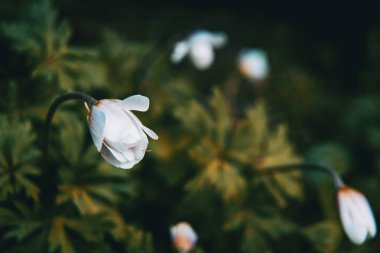 yakın çekim yeşil yaprakları arka plan ile bir beyaz ve izole anemone nemorosa çiçek