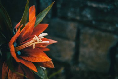 Ayrıntılar fritillaria imperialis doğada kırmızı bir çiçek