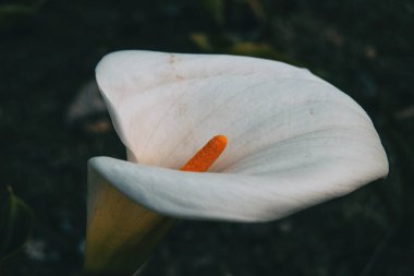 Beyaz ve zarif zantedeschia çiçek Close-up