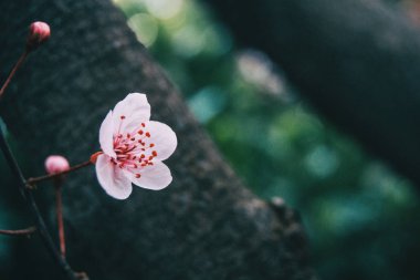 Prunus cerasifera 'nın küçük açık pembe çiçeklerine yakın çekim