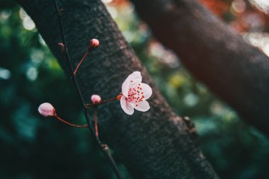 Prunus cerasifera 'nın küçük açık pembe çiçeklerine yakın çekim