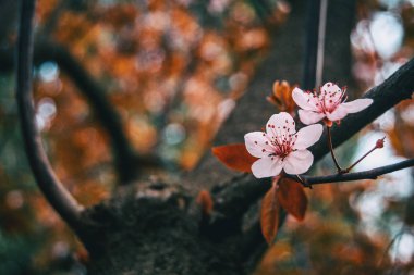 Prunus cerasifera 'nın küçük açık pembe çiçeklerine yakın çekim