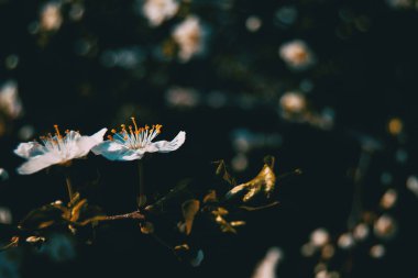 Beyaz çiçekler malus pumila Şubesi