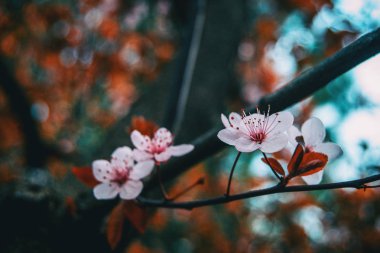 Prunus cerasifera 'nın küçük açık pembe çiçeklerine yakın çekim