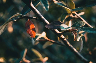 Dağ muşmulası franchetii Close-up üzerinde siyah bokeh bırakır