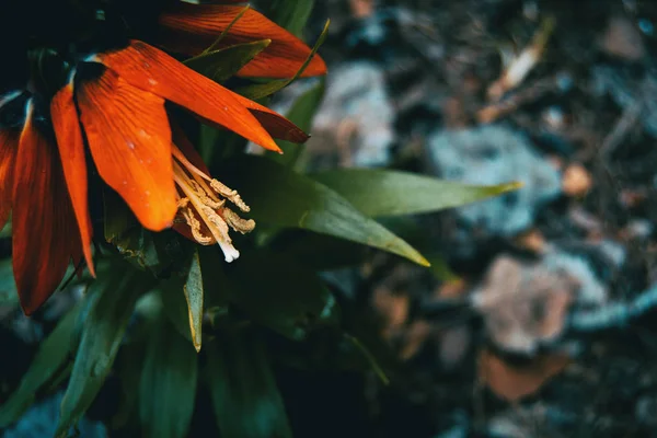 Détails Une Fleur Rouge Fritillaria Imperialis Dans Nature — Photo