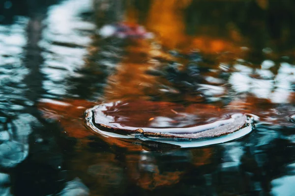 Close Uma Folha Vermelha Uma Planta Aquática Lago Topo Água — Fotografia de Stock