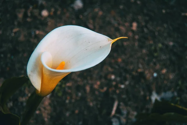 Крупный План Белого Элегантного Цветка Зантедезии — стоковое фото
