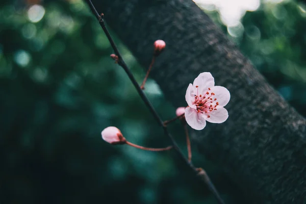 Close-up of small light pink flowers of Prunus cerasifera