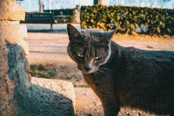 Grijze Zwerfkat Een Stadspark — Stockfoto