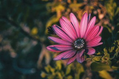 Pembe osteospermum ecklonis çiçek gün batımında