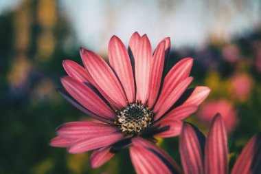 Pembe osteospermum ecklonis çiçek gün batımında
