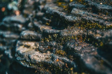 Resmi bir tabaka taş bazı moss ile yakından