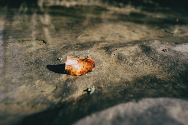 An autumn leaf on a stone with its shadow and some light reflections