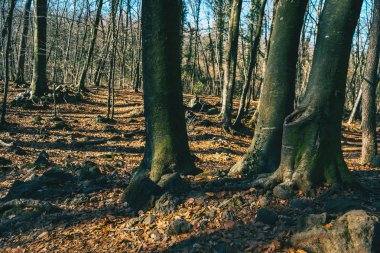 Üç çıplak ağaçlar grove tarafından çevrili bir sonbahar orman ağaçlarında