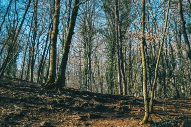 Bazı çıplak yosunlu ağaçlar ile bir sonbahar grove