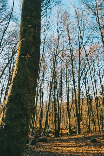 Bosque Otoñal Lleno Árboles Desnudos — Foto de Stock