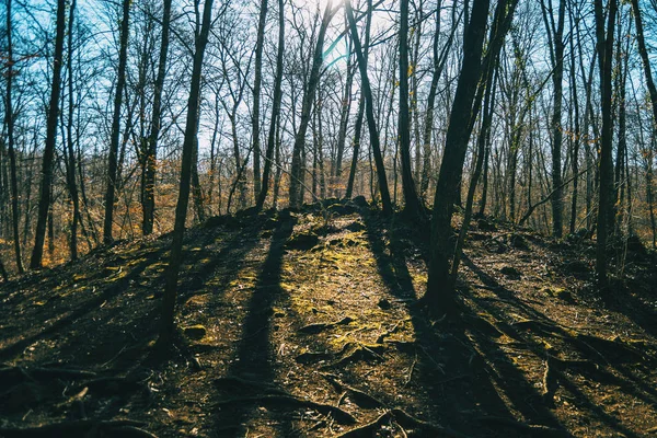 Trees casting their shadow on the ground of an autumn forest