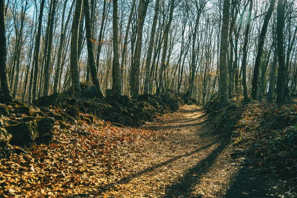 Sendero Lleno Hojas Caídas Bosque Otoñal — Foto de Stock