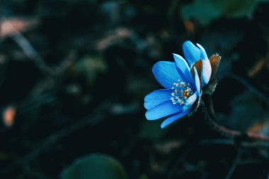 Close-up of a blue anemone hepatica flower in the wild clipart