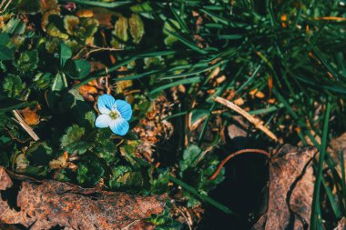Bir ormandaki bir mavi veronica persica çiçek Close-up