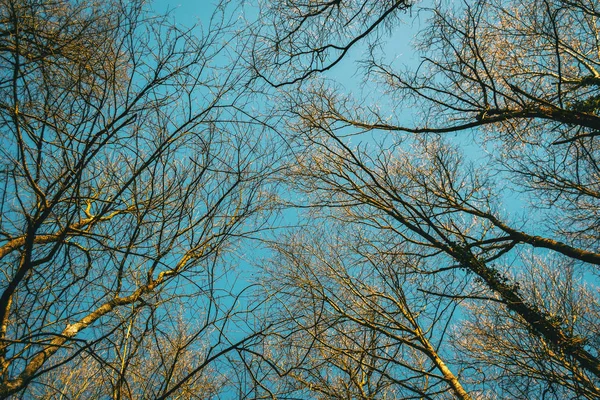 Tree Tips Pointing Sky Illuminated Sunlight — Stock Photo, Image