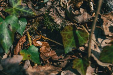 Yakın çekim çalılar içinde gizli bir semender