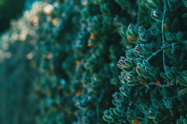 Delosperma cooperi vahşi bir tomurcuğu Close-up