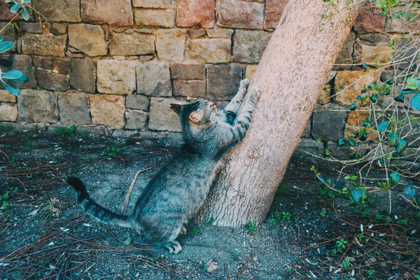 Close Cat Scratching Tree Wild — Stock Photo, Image