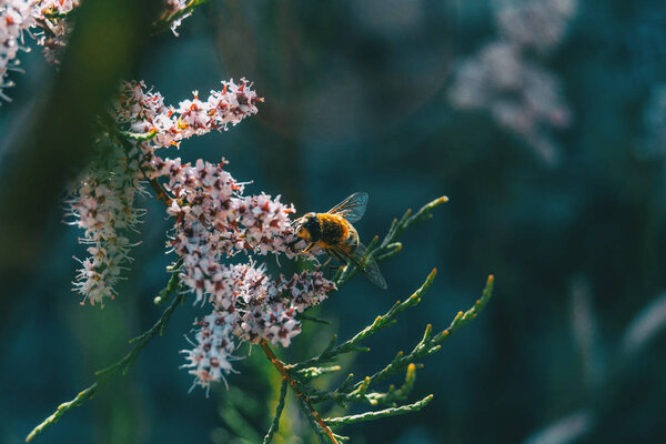 Close-up of a bee pollinating tamarix chinensis flowers in the wild