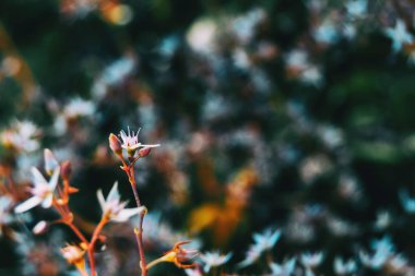 Close-up of a white flower and two buds of sedum album in the wild with an unfocused background