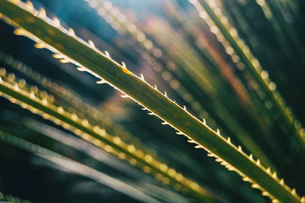 植物叶子的特写镜头 锯齿状边缘被阳光照亮 — 图库照片