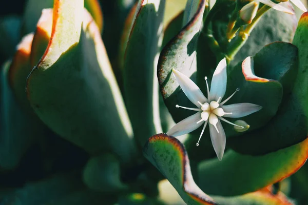 Primer Plano Una Sola Flor Blanca Sedum Álbum Naturaleza —  Fotos de Stock