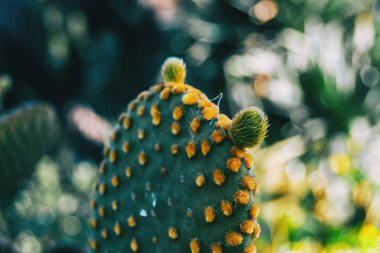 Close-up of an opuntia microdasys cactus plant with two buds on the top