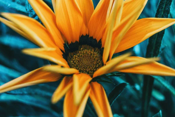 Detail Van Een Gele Bloem Van Gazania Rigens Natuur — Stockfoto