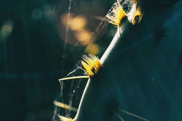 Detail Some Yellow Spines Glochid Opuntia Cactus Illuminated Sunlight — Stock Photo, Image