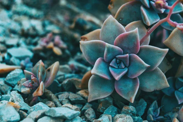 Primer Plano Una Flor Carnosa Graptopetalum Paraguayense Nivel Del Suelo —  Fotos de Stock