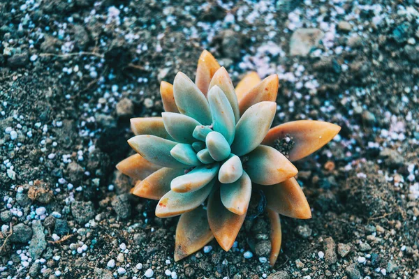 Primo Piano Una Pianta Carnosa Giallastra Sedum Sediforme Che Cresce — Foto Stock