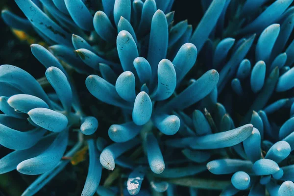 Närbild Blå Kleinia Mandraliscae Växt Tagen Ovanifrån Naturen — Stockfoto