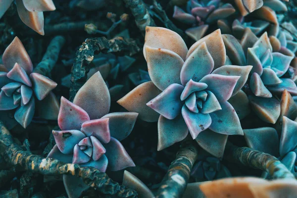 Close Van Een Paar Vlezige Bloemen Van Graptopetalum Paraguayense Natuur Stockafbeelding