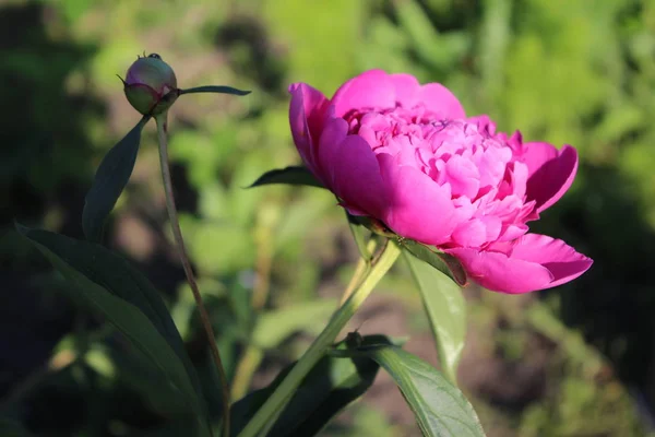 Onun güzellik yakın çekim harika çiçek açan şakayık.