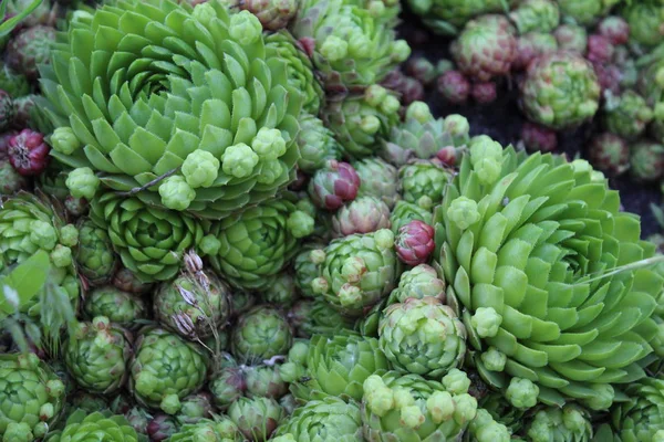 Parlak yeşil bitkiler doymuş.