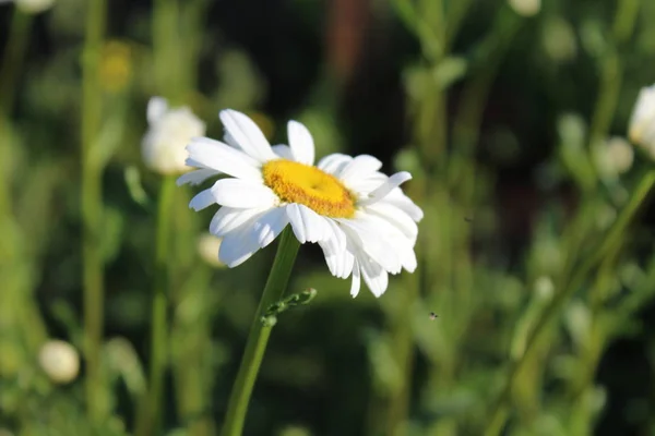 Neşeli papatya, closeup, Tarih bir güneşli yaz day.flowers bahar