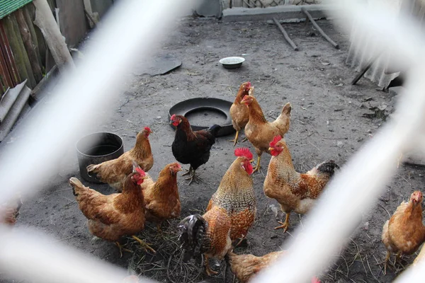 Yerli tavuk, açık kalem yürüyüş.