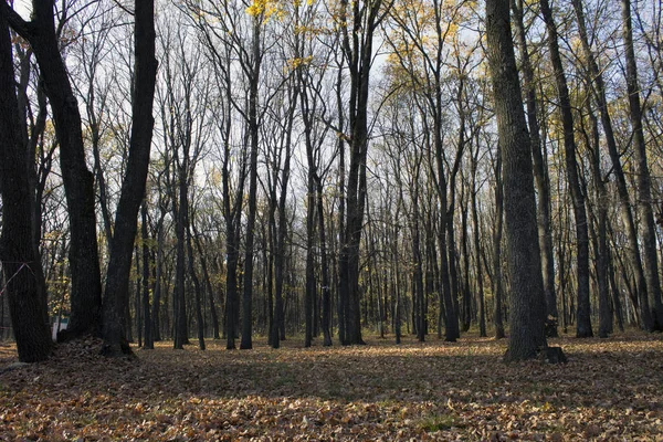 Mysterious Mysterious Autumn Forest — Stock Photo, Image