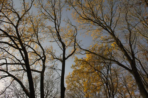 Sombres Mais Dans Forêt Automne Envoûtante — Photo