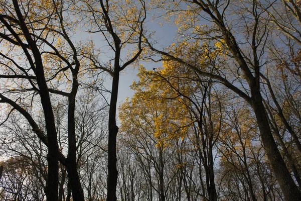 Sombere Maar Haar Fascinerende Herfst Bos — Stockfoto