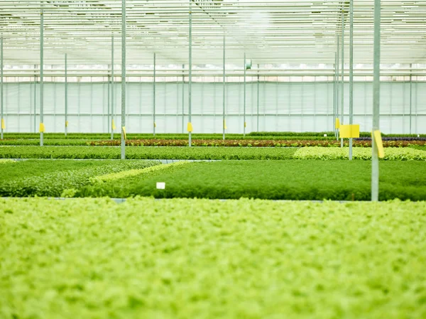 Interior shot of contemporary industrial plant of agronomy with growing green sprouts and plants