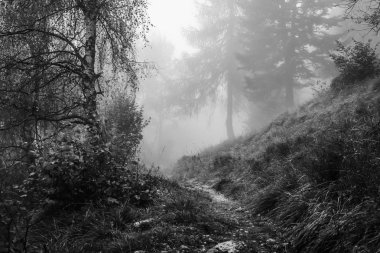 Bir orman yolu içinde Trentino - İtalya